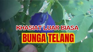 Khasiat dan Manfaat Bunga Telang yang Luar Biasa  Keajaiban Kesehatan dari Alam [upl. by Yeblehs]