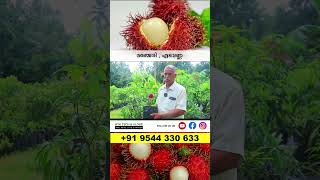 Rambutan N18 ₹300 amp Kalpathy Sapota Fruit ₹400 exotic [upl. by Letnohc453]