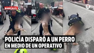 Policía disparó a un perro de raza pitbull en medio de un operativo en Manizales  El Espectador [upl. by Janicki]