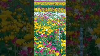 Beautiful natural flowersflowers roseflowergarden naturalflowers nature rosegarden amazing1m [upl. by Kameko]