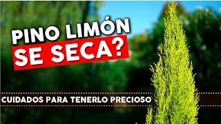 Cuidados del Pino Limon Ciprés Consejos para que no se seque [upl. by Ettennan655]