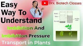 Imbibition and Imbibition pressureTransport in plantsNew video [upl. by Alyssa]