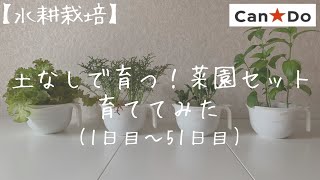 【水耕栽培】土なしで育つ！菜園セットを育ててみた 1日目〜51日目 [upl. by Zadack]