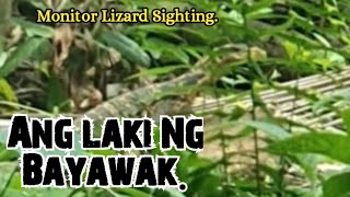 Bayawak sa Backyard Monitor Lizard Sighting [upl. by Elysee774]