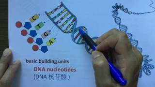 Lo Sir Teaching DSE Genetics 1  DNA structure [upl. by Annert]