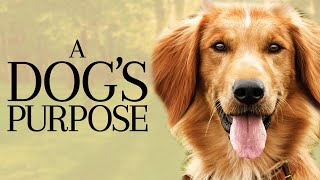 A Dogs Purpose Full Movie Super Review and Fact in Hindi  Dennis Quaid  Josh Gad [upl. by Bethena452]