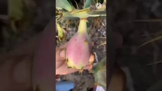 Natural cactus fruit cutting cactus fruit shorts satisfying shortvideo [upl. by Blalock]