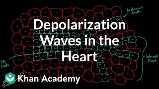 Depolarization waves flowing through the heart  NCLEXRN  Khan Academy [upl. by Westerfield601]