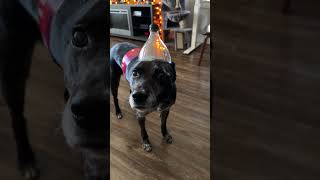 Dog Dressed Up For Halloween As A Coke Bottle Not Happy [upl. by Velick]