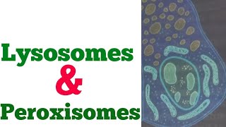 Physiology lecture 13  Lysosomes and peroxisomes  structure and functions of lysosomes peroxisomes [upl. by Tammany]