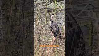 Cormorant unclose amp in wild cormorant adelaide australianature australiannativebirds wildlife [upl. by Acebber405]