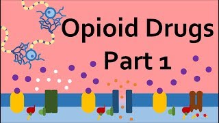 Opioid Drugs Part 1 Mechanism of Action [upl. by Lajib368]