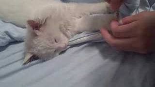 How to clip a sleeping cats claws [upl. by Aihseym]