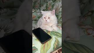 Simba go play outside catvideos cat catfunny catlover funnycatvideos funny [upl. by Hopfinger]