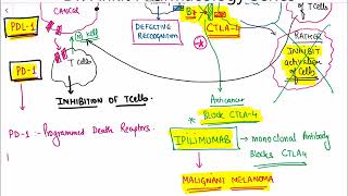 Cancer Immunotherapy [upl. by Heida297]