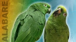 Loros cantan alabare Cantando Alabare  Singing Bird Duo [upl. by Einahpad527]