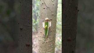 Ped ki kalam badhane ka sabse aasan tarika 🌱khedut plantgrafting tree shorts trend [upl. by Enelad121]