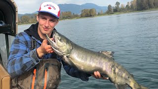 Chum Salmon On The Harrison River BC [upl. by Aranat]