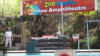 Greenwinged Macaw Raises Jalur Gemilang at Zoo Negara [upl. by Beebe509]