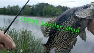 creme spoiler shad bassfishing fishing bankfishing crappiefishing pondfishing pondfishing [upl. by Raines]