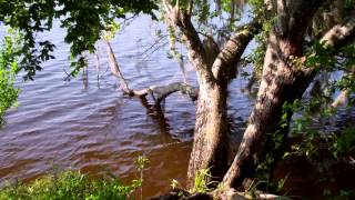 Caloosahatchee Regional Park 6 052013 [upl. by Alrac507]