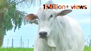 Qurbani karunga me to qurbani karungaEidulAdhaspecial status2019 [upl. by Dacie]