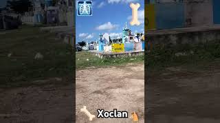 Cementerio de Xoclán terror 😱😨😱😨😱 viralvideo hallowen funny difuntos [upl. by Narcis]