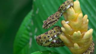 The Many Forms of the Eyelash Viper [upl. by Hgieloj]