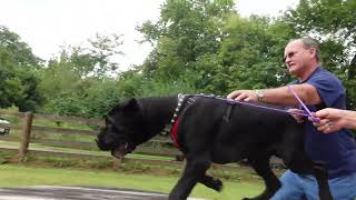 Cane Corso A day in the Life part 2 We do it better [upl. by Olcott]