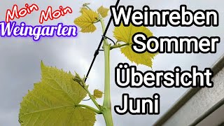 Weinrebe Sommer Übersicht Juni Pflege [upl. by Carman188]