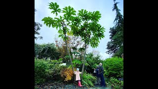 Tetrapanax papyrifer [upl. by Coy]