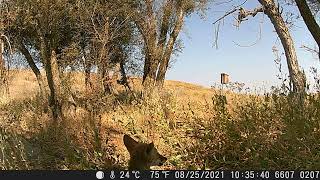 Coyotes at Woodland Regional Park Preserve  Game Camera Footage [upl. by Aleira879]