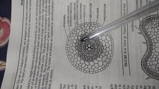 External and Internal features of Pteris Dr Vikas Jangu Botany [upl. by Rivers319]