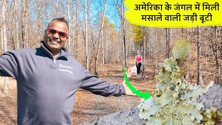 अमेरिका के जंगल में मिली मसाले वाली जड़ी बूटी Jungle life in USA [upl. by Ianej]