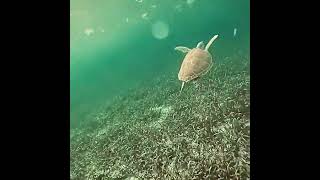 🇧🇿🤿Belize Barrier Reef turtle scuba travel digitalnomad [upl. by Notelrac]