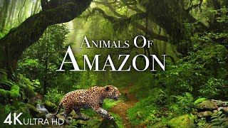 Animals of Amazon 4K  Animals That Call The Jungle Home  Amazon Rainforest Scenic Relaxation Film [upl. by Arihsak]