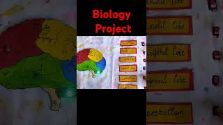 3d Project Idea  Human BrainWorking modal of Human brain [upl. by Ecinert476]