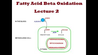 Fatty acid betaoxidation Lecture 2 [upl. by Fineberg365]