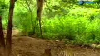 Monkey Vs Tiger DISCOVERY CHANNEL VIDEO [upl. by Aleiram]