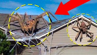 Real Giant Spiders Caught On Camera amp Spotted In Real Life [upl. by Selhorst837]