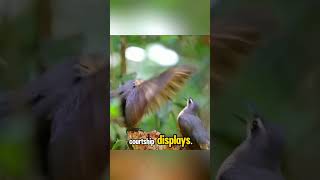 Victorias Riflebird bird dance victoria queensland australia [upl. by Mehsah688]