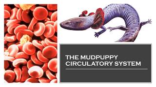 The Mudpuppy Circulatory System [upl. by Ninazan]