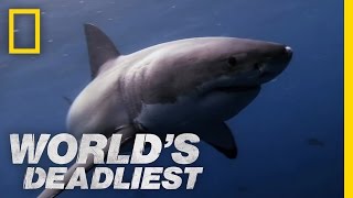 Great White Shark vs Seal  Worlds Deadliest [upl. by Anelegna793]