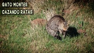 Gato montes cazando ratas [upl. by Stanwood62]