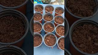 How to germinate coriander seeds fast part 2 seedgermination backyardgarden [upl. by Twedy759]