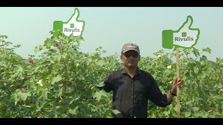 Rivulis Drip Irrigation in cotton  Hindi  Gujarat  Rivulis Irrigation India Pvt Ltd [upl. by Lavud]