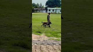 INDIAN ARMY DOGS TRENING 💪🔥👏🇮🇳indianarmy [upl. by Ecidna230]