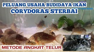 Corydoras Sterbais Aquaculture business opportunity Egg Lift Method [upl. by Lodie]