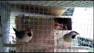 How to Shaft tail finches breeding [upl. by Neira587]