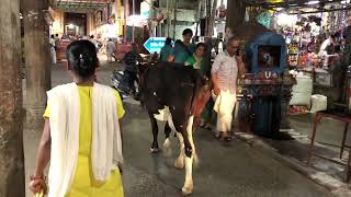 India  Tiruchirappalli Temple Street Cow Traffic [upl. by Yor]